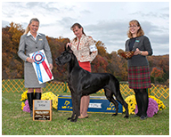 BIS BISS GCH Longo  Miller n Lore Diamond LIL
