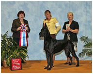 BIS BISS GCH Longo  Miller n Lore Diamond LIL