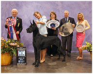 BIS BISS GCH Longo  Miller n Lore Diamond LIL