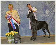BIS BISS GCH Longo  Miller n Lore Diamond LIL