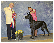 BIS BISS GCH Longo  Miller n Lore Diamond LIL