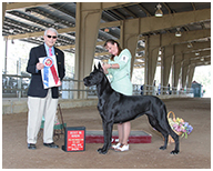 BIS BISS GCH Longo  Miller n Lore Diamond LIL
