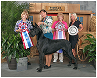 BIS BISS GCH Longo  Miller n Lore Diamond LIL