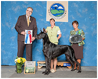 BIS BISS GCH Longo  Miller n Lore Diamond LIL
