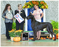 BIS BISS GCH Longo  Miller n Lore Diamond LIL