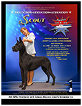 BIS BISS GCH Longo  Miller n Lore Diamond LIL