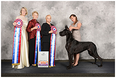 BIS BISS GCH Longo  Miller n Lore Diamond LIL