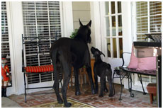 GCH Longo  Miller n Lore Diamond LIL