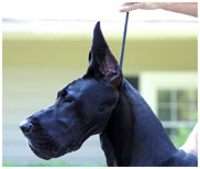 GCH Longo  Miller n Lore Diamond LIL
