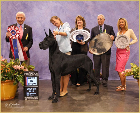 BIS BISS GOLD GCH Longo  Miller n Lore Diamond LIL HOF