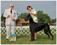 GCH Longo  Miller n Lore Diamond LIL