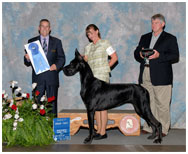 GCH Longo  Miller n Lore Diamond LIL