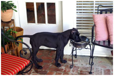 GCH Longo  Miller n Lore Diamond LIL