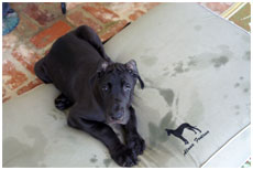 GCH Longo  Miller n Lore Diamond LIL