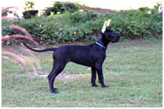 GCH Longo  Miller n Lore Diamond LIL