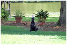 GCH Longo  Miller n Lore Diamond LIL
