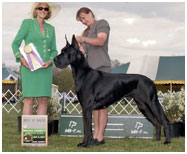 BIS BISS CH Longo’s Starry Studded V Miller AOM HOF