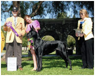 BIS BISS CH Longo’s Starry Studded V Miller AOM HOF