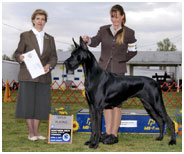 BIS BISS CH Longo’s Starry Studded V Miller AOM HOF